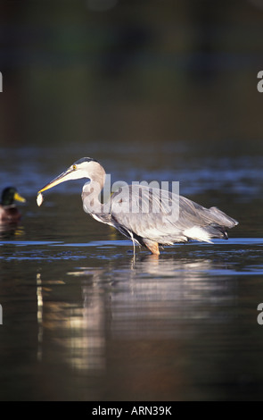 Great Blue Heron mit kleine Elritze (Ardea Herodias), Britisch-Kolumbien, Kanada. Stockfoto