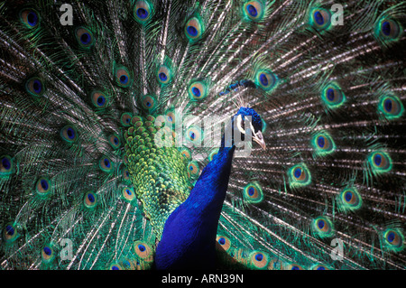Pfau männliche mit Vollanzeige, Britisch-Kolumbien, Kanada. Stockfoto