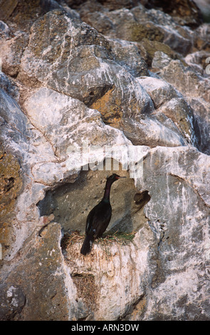 Pelagische Kormoran (Phalacrocorax Pelagicus) Nester auf Mandarte Insel, Gulf Islands, British Columbia, Kanada. Stockfoto