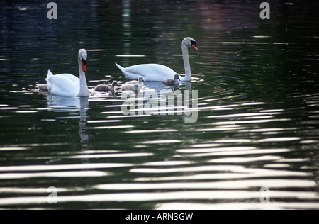 Stumm schalten Sie Schwäne (Cygnus Olor) mit Cygnets, Britisch-Kolumbien, Kanada. Stockfoto
