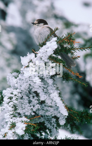 Graue Jay (Perisoreus Canadensis) aus der Familie der Krähen (Corvidae), Britisch-Kolumbien, Kanada. Stockfoto