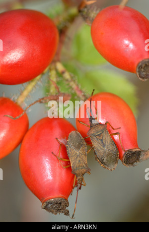 "Box Bug" Gonocerus Acuteangulatus Stockfoto