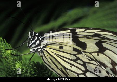 Weiße Baumnymphe Schmetterling, Britisch-Kolumbien, Kanada. Stockfoto