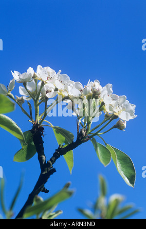 Morello Cherry Blossom wächst in Surrey, UK (Prunus Cerasus) Stockfoto