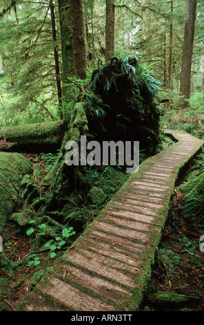 Zeder-Promenade durch Tal unten, Carmanah Valley, Vancouver Island, British Columbia, Kanada. Stockfoto