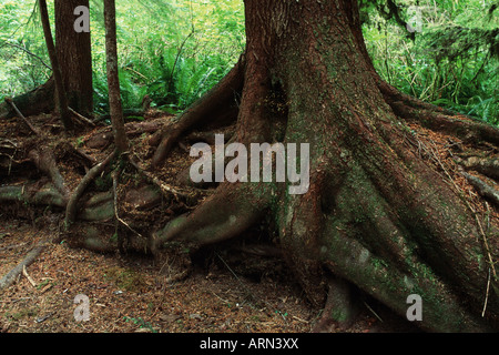 Carmanah Walbran Provincial Park, Krankenschwester Log, Vancouver Island, British Columbia, Kanada. Stockfoto