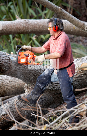 63 Mann mit Kettensäge, um Großbaum in Holz zu schneiden Stockfoto