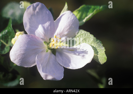 Apfelblüten im Süden Okanagan im Frühjahr bei Keremeos, British Columbia, Kanada. Stockfoto