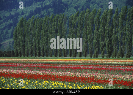 Tulpenfelder in Fraser Valley in der Nähe von Chiliwack, British Columbia, Kanada. Stockfoto