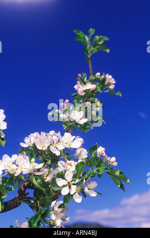 Apfelblüten im Süden Okanagan im Frühjahr bei Keremeos, British Columbia, Kanada. Stockfoto