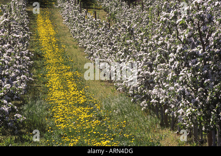 Apfelblüten im Süden Okanagan im Frühjahr in Osoyoos, Britisch-Kolumbien, Kanada. Stockfoto