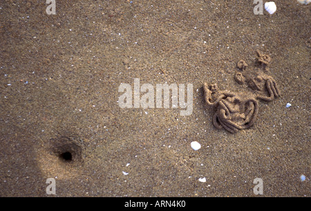 Wattwurm Loch und Besetzung am Strand in Weston Bucht Severn Mündung Naturschutzgebiet Stockfoto