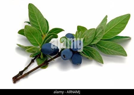 Geißblatt (Lonicera Caerulea SSP. Kamtschatica) blau, Zweig mit Beeren, Studio Bild Stockfoto