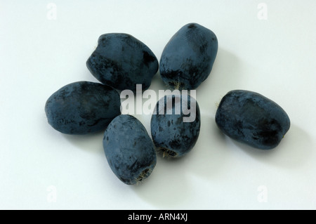 Blaues Geißblatt Lonicera Caerulea Ssp Kamtschatica Beeren Studio Bild Stockfoto