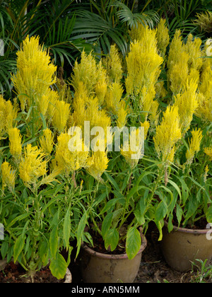 Hahnenkamm (Celosia argentea var. plumosa) Stockfoto