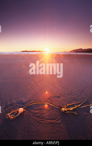 Bull Seetang am Strand bei Sonnenuntergang, Vargas Insel Vancouver Island, British Columbia, Kanada. Stockfoto