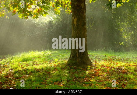 Autumn Dawn Stockfoto