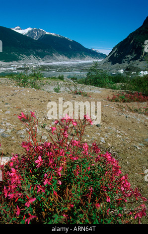 Coast Range, Klinaklini Gletscher, Nimmo Bay Heli Ventures, British Columbia, Kanada. Stockfoto