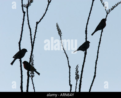 Haus Fink Silhouette Herde ocotillo Stockfoto