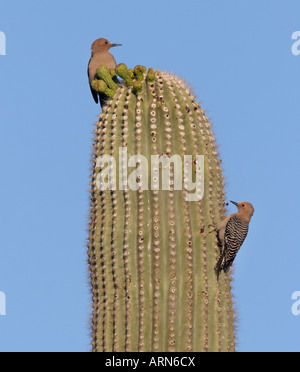 Gila Specht Saguaro Kaktus Stockfoto