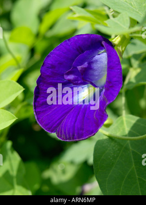 Blue Butterfly pea Pea (clitoria ternatea) Stockfoto