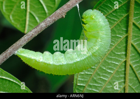 Zitronenfalter (Gonepteryx Rhamni), Raupe ab, einen Kokon zu bauen. Stockfoto