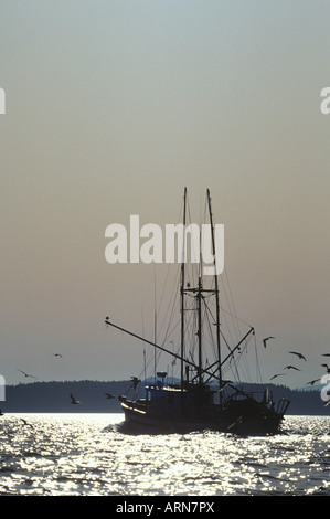 Kommerzielle Garnelenfischerin in Gulf Islands, British Columbia, Kanada Stockfoto