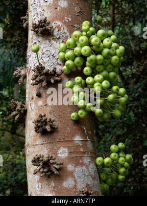 Gemeinsame rote Stiele Feigenbaum (Ficus variegata) Stockfoto