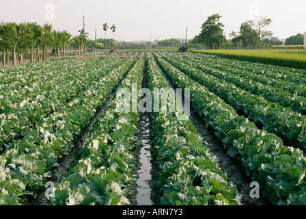 Chinakohl Brassica Rapa Zeilen Taiwan China Stockfoto