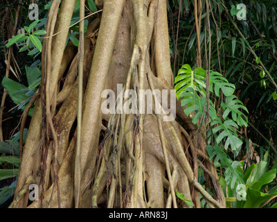 Feigenbaum (Ficus kerkhovenii) und Schweizer Käse Werk (Monstera deliciosa) Stockfoto