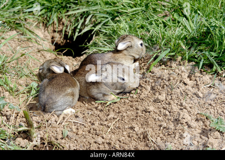 Wildkaninchen (Oryctolagus Cuniculus), acht Tage alt jung vor Fuchsbau Stockfoto