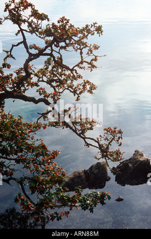 Garry Oak am Ufer, Pender Island, Beaumont Park, Gulf Islands National Park, Britisch-Kolumbien, Kanada. Stockfoto