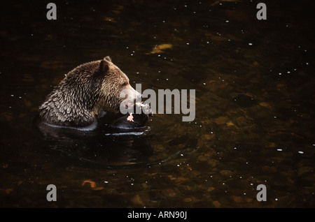 Grizzly (Ursus Horribilus) ernährt sich von Laich Buckellachs, Knight Inlet Lodge, British Columbia, Kanada. Stockfoto