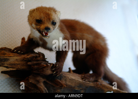 ein Wiesel in einem Präparatoren-workshop Stockfoto