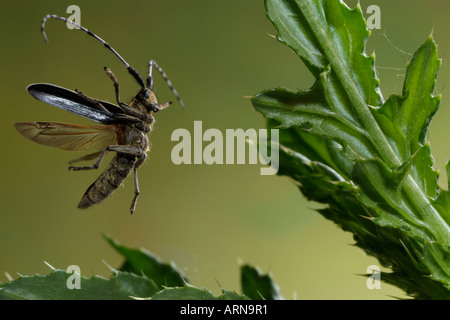 Alpenbocks Käfer (Agapanthia Villosoviridescens) Stockfoto