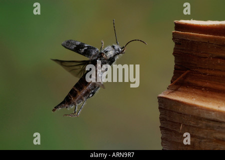 Altes Haus Borer (Hylotrupes Bajulus) Stockfoto