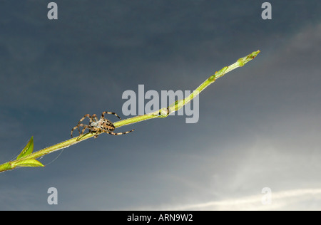 Europäische Kreuzspinne auf einem Zweig Kreuz Spinne Araneus Diadematus eine gemeinsamen Orb weben Spinne auch in Teilen von Nordamerika gefunden Stockfoto