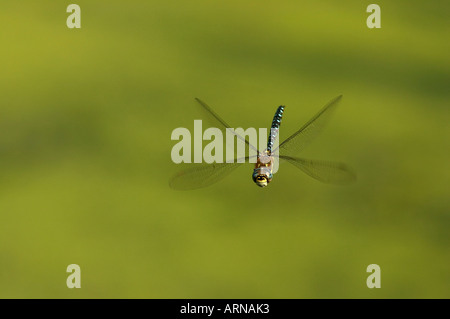 Fliegende Migrant Hawker (Aeshna Mixta) Stockfoto