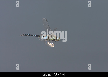 Fliegende Migrant Hawker (Aeshna Mixta) Stockfoto