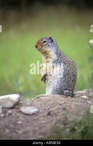 Richardson's Ziesel (Spermophilus Richardsonii), Britisch-Kolumbien, Kanada. Stockfoto