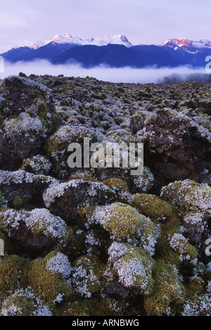 Nisga ' a Memorial Lava Bed Provincial Park, Flechten überzogen Rock, bei Tagesanbruch, Britisch-Kolumbien, Kanada. Stockfoto