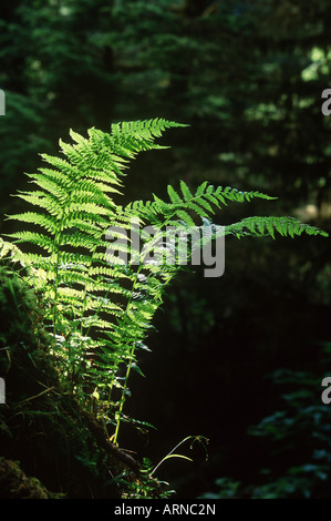 Farne-Hintergrundbeleuchtung in Wald, Britisch-Kolumbien, Kanada. Stockfoto