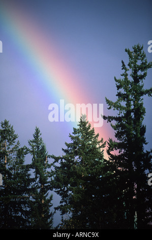 Regenbogen- und Nadelholz Baumwipfel, Vancouver Island, British Columbia, Kanada. Stockfoto