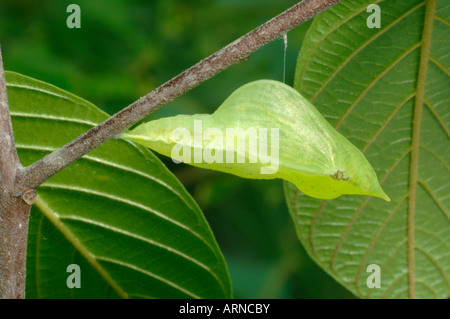 Zitronenfalter (Gonepteryx Rhamni) Puppe Stockfoto