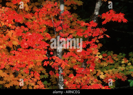 Rebe Ahorn wird crimson im Oktober, Britisch-Kolumbien, Kanada. Stockfoto