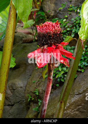 Taschenlampe Ingwer (etlingera elatiorbegonie Erdbeere) Stockfoto