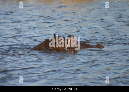 Flusspferd (Hippopotamus Amphibius), Moremi National Park, Botswana Stockfoto