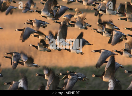 Weißwangengans (Branta Leucopsis) ausziehen Stockfoto