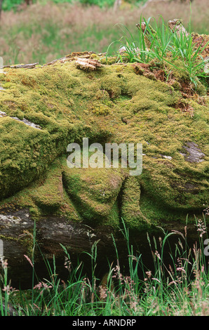 Queen Charlotte Islands, Ninstints Dorf (Nad Sdins), Anthony-Insel (SGaang Gwaay), verwitterte Leichenhalle Totempfähle, britische C Stockfoto