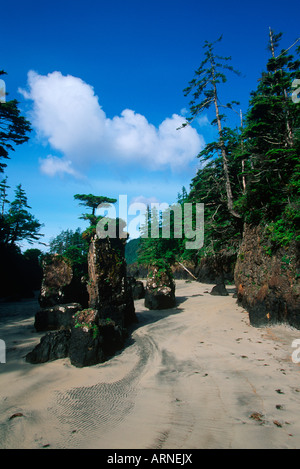 San Joseph Bay, Cape Scott Provincial Park, Felsnadeln, Vancouver Island, British Columbia, Kanada. Stockfoto